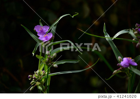 紫露草の花 紫露草の花 41241020
