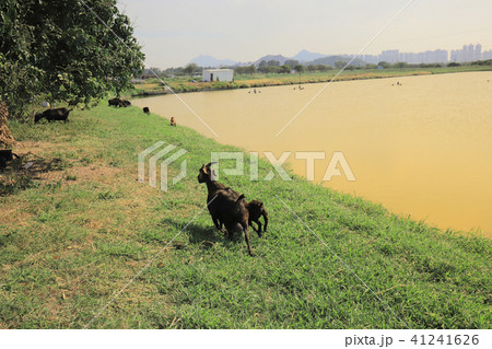 a goat eat grass at  Tai Sang Wai 41241626