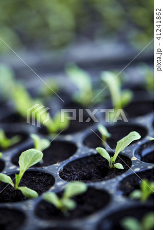 Organic Vegetable Salad. Organic Vegetable Salad. 41241862
