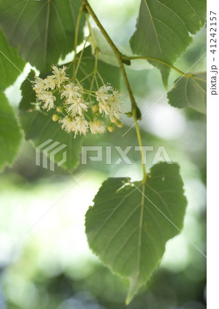 西洋菩提樹の花 西洋菩提樹の花 41242157
