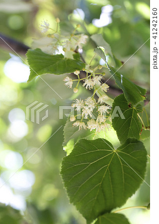 西洋菩提樹の花 西洋菩提樹の花 41242160
