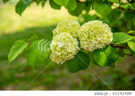 初夏　白いアジサイの花 41242406