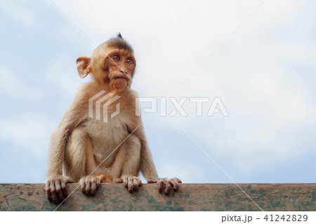 Monkey with the sky. 41242829