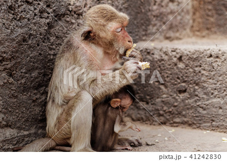 monkeys eating on building. 41242830