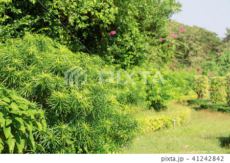 Ornamental green in garden. Ornamental green in garden. 41242842