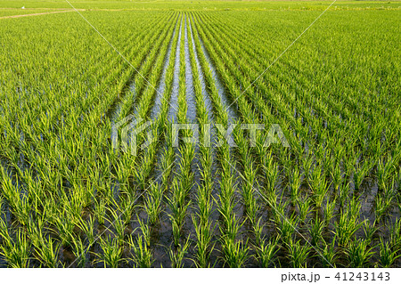 田植え　早苗の成長　　　 41243143