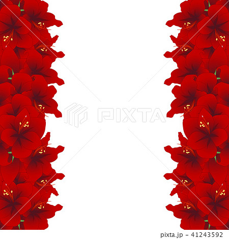Red Amaryllis Border - Hippeastrum. Christmas 41243592
