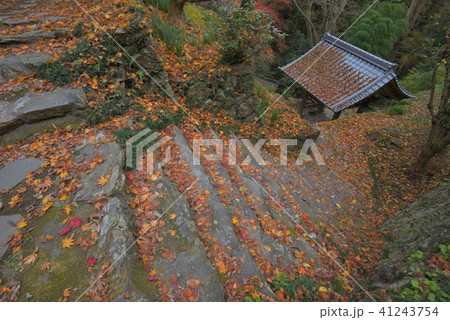 落ち葉の積もる参道の石段　足利市行道山淨因寺 41243754