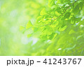 新緑 41243767