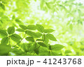 新緑 41243768