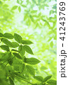 新緑 41243769
