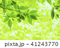新緑 41243770