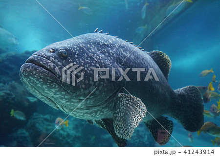 沖縄美ら海水族館 41243914
