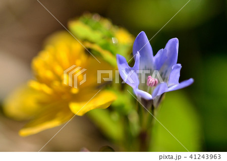 尾瀬の花　タテヤマリンドウ 41243963