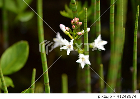 尾瀬の花 ミツガシワ 尾瀬の花 ミツガシワ 41243974