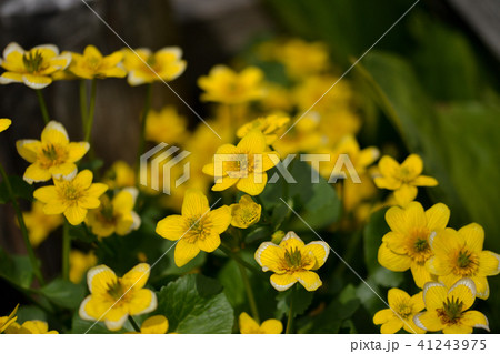 尾瀬の花 リュウキンカ 尾瀬の花 リュウキンカ 41243975