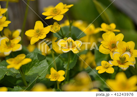 尾瀬の花　リュウキンカ 41243976