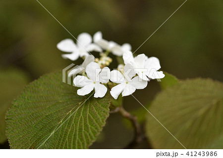 尾瀬の花　オオカメノキ 41243986