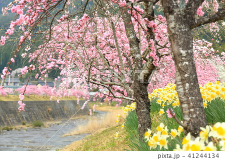 しだれ花桃の里の写真素材