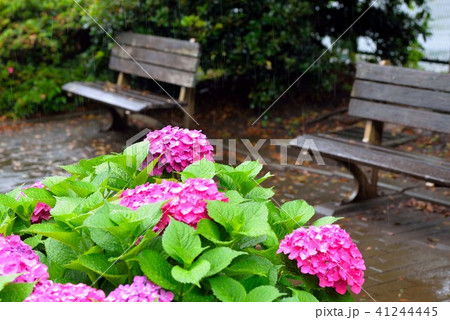 雨の日公園に咲く紫陽花 雨の日公園に咲く紫陽花 41244445