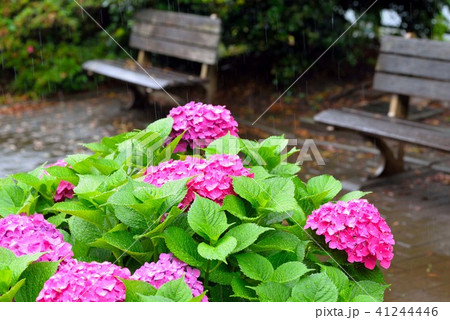 雨の日公園に咲く紫陽花 41244446
