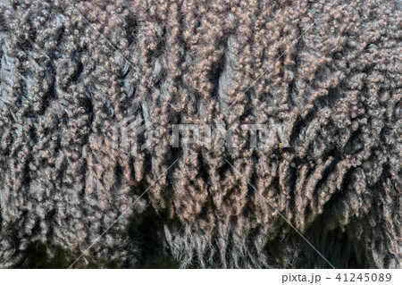 Sheep fur. Wool texture 41245089