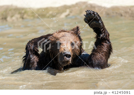 Brown bear in a water 41245091