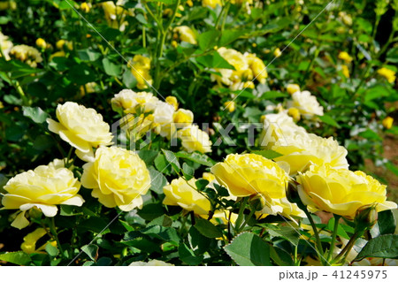 バラ　バラの花 41245975