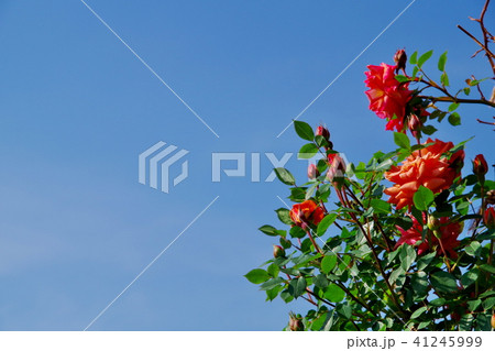 バラ　バラの花 41245999