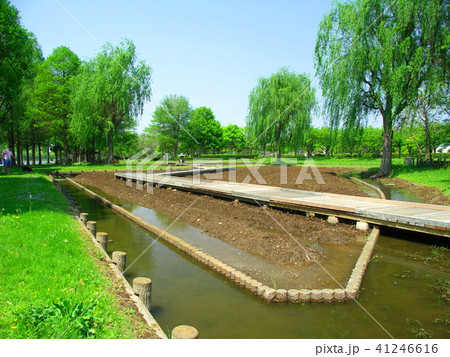 初夏のみさと公園風景 41246616