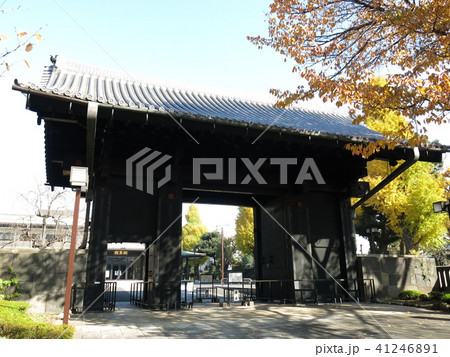 イチョウの黄葉が彩りを添える秋の寛永寺旧本坊表門 イチョウの黄葉が彩りを添える秋の寛永寺旧本坊表門 41246891