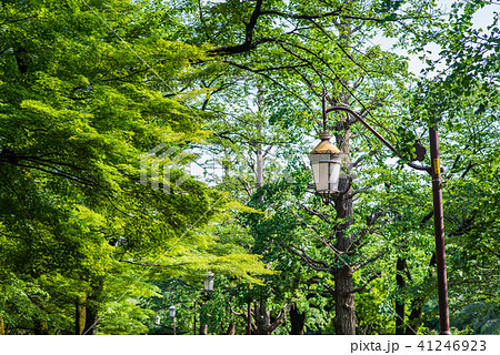 国立大学通りの風景 国立大学通りの風景 41246923