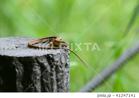 日向ぼっこするカナヘビ 41247141