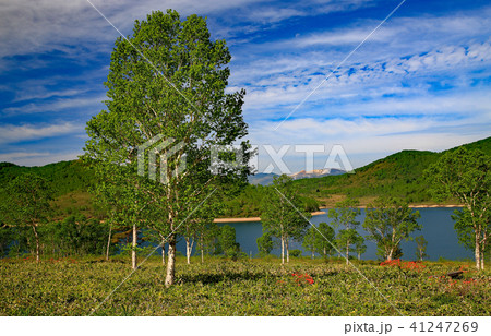 初夏の野反湖畔 41247269