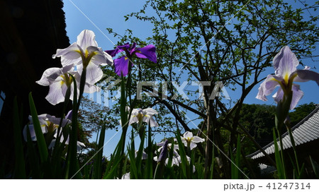 鎌倉　海蔵寺　花菖蒲 41247314