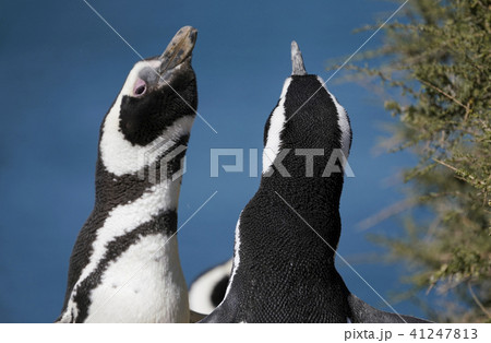マゼランペンギン マゼランペンギン 41247813