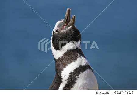 マゼランペンギン マゼランペンギン 41247814
