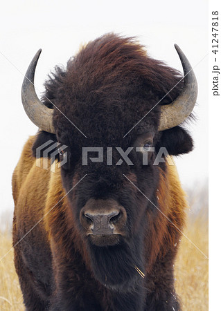 アメリカバイソン アメリカバイソン 41247818