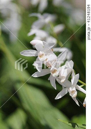 白花紫蘭 41248194