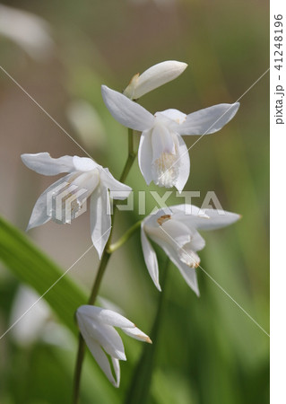 白花紫蘭 41248196