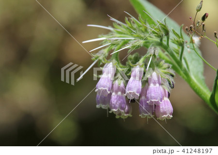 ヒレハリソウ 41248197