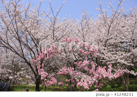 大阪桜之宮藤田邸跡の公園の桜 大阪桜之宮藤田邸跡の公園の桜 41248231
