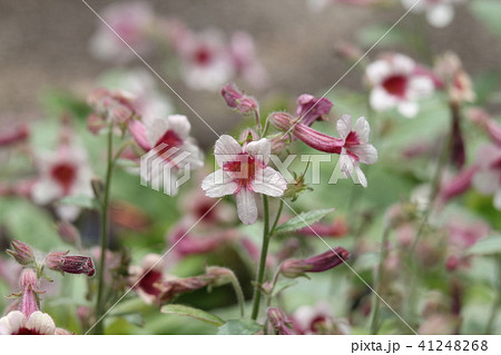 カイケイジオウ カイケイジオウ 41248268