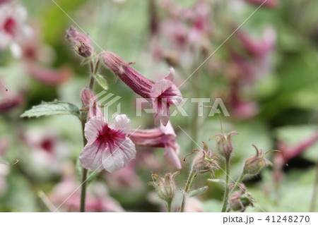 カイケイジオウ カイケイジオウ 41248270