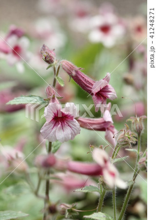 カイケイジオウ カイケイジオウ 41248271