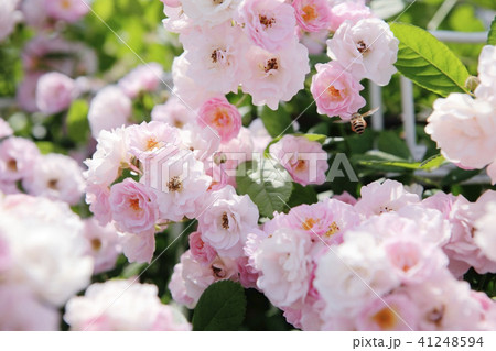 薔薇　ボニー 41248594