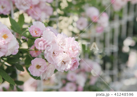 薔薇　ボニー 41248596