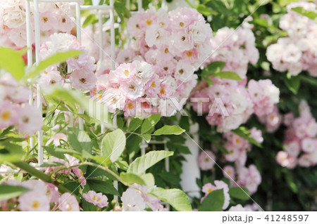 薔薇 ボニー 薔薇 ボニー 41248597