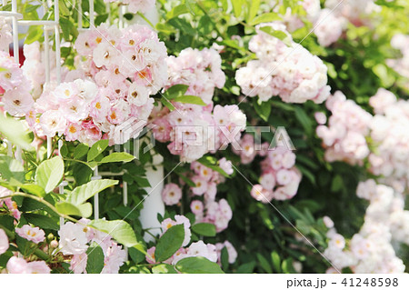 薔薇　ボニー 41248598