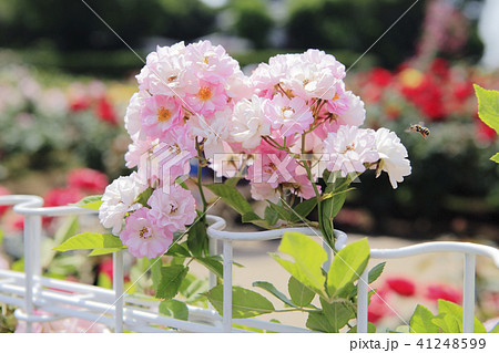 薔薇　ボニー 41248599